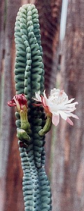 Subpilocereus_grenedensis_monstrosus